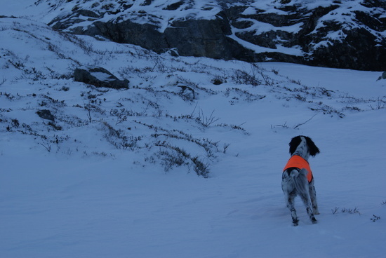 Kelly i stand på rypa ved steinen